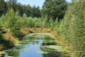 wandelen fietsen drenthe bungalow diever 17